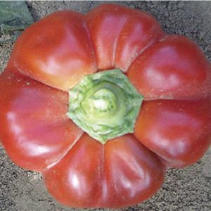Gogomax F1 Pepper is Mid-Early hybrid bell pepper with a vegetation period of 90-95 days.