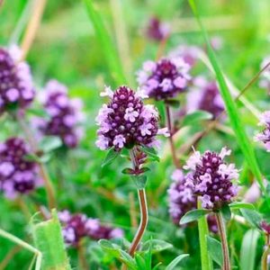 Thyme blossoms.