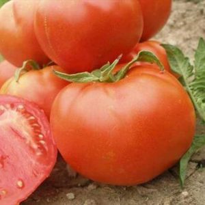 Tomato Ideal is Mid-Early indeterminate variety with a distinctive sweet taste and captivating aroma.