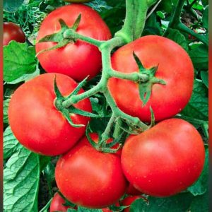Tomato seeds Paulina F1 is Mid-Early indeterminate hybrid grown with supports in a greenhouse or outdoors and known for its high yield and large plant and fruit size.