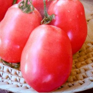 Tomato Pink Fresh is Mid-Early determinate variety recommended for greenhouse or outdoor production.