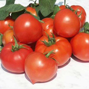 Tomato Prekos F1 is a very Early semi-determinate hybrid recommended for greenhouse production with supports.