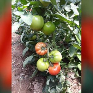 Tomato Restler / SVTH0121 / F1 is an early indeterminate hybrid recommended for greenhouse production with supports.