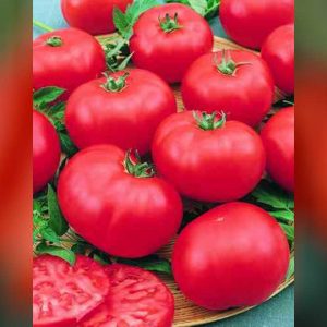 Tomato Rila F1 is Mid-Early indeterminate hybrid recommended for greenhouse production with supports, but can also be grown outdoors.