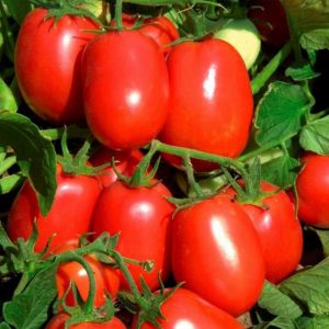 Tomato Rio Fuego is an Early determinate hybrid recommended for outdoor and greenhouse production.