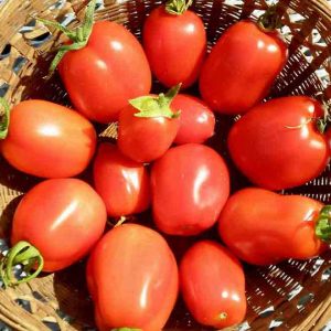 Tomato Rio Grande is Mid-Early to Late determinate hybrid recommended for outdoor or greenhouse production.
