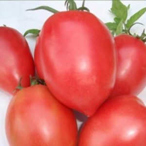 Tomato Rugby F1 is a Mid-Early indeterminate hybrid that is suitable for early greenhouse production or late outdoor production.